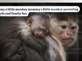 mummy s little monkey mummy s little monkey parenting lifestyle and family fun